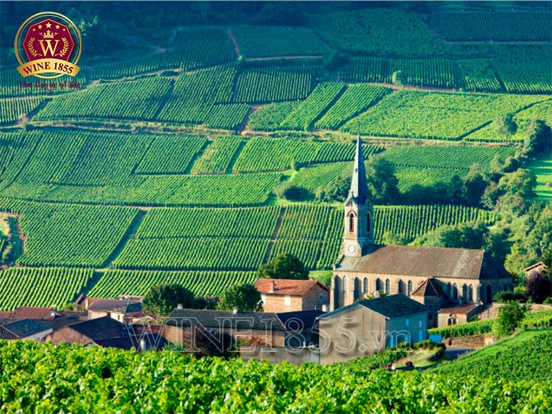 Từ Meursault với đam mê – Một chai vang mang dấu ấn thời gian.