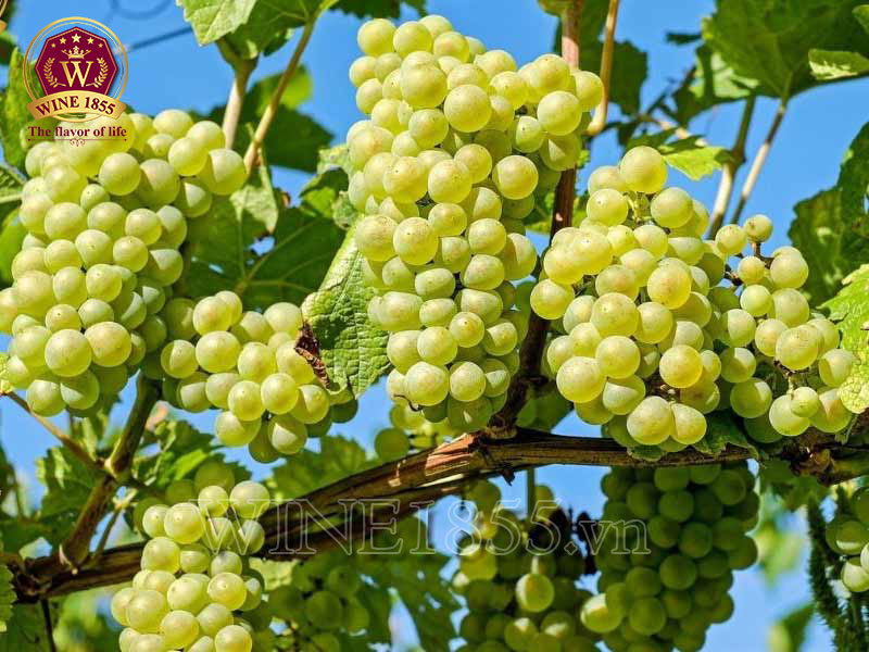 Chardonnay thuần túy – Tỏa sáng từ Clos des Grands Charrons.