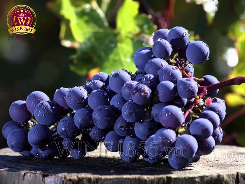 Vị vang của bản lĩnh – Cabernet Sauvignon.