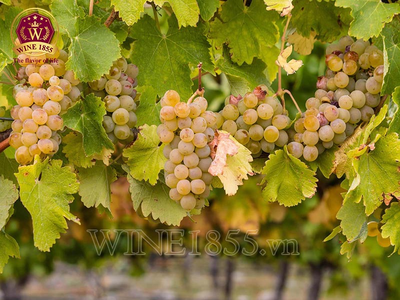 Chardonnay quyền lực – từ trái tim của Meursault.