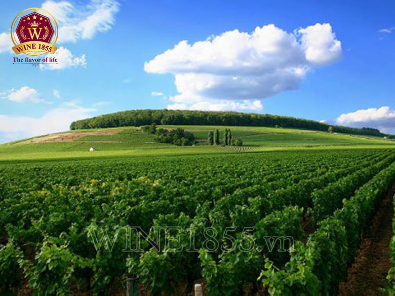 Sampagny – Khi Burgundy kể chuyện bằng gió và đất.