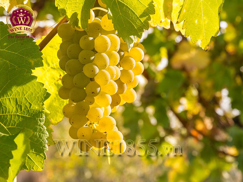 Chardonnay - Hương vị vàng óng, tinh túy thời gian.
