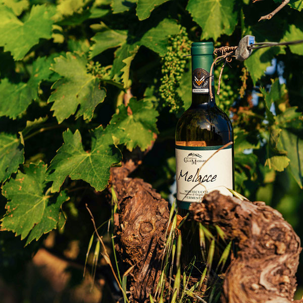 Rượu Vang Ý Collemassari Melacce Montecucco Vermentino