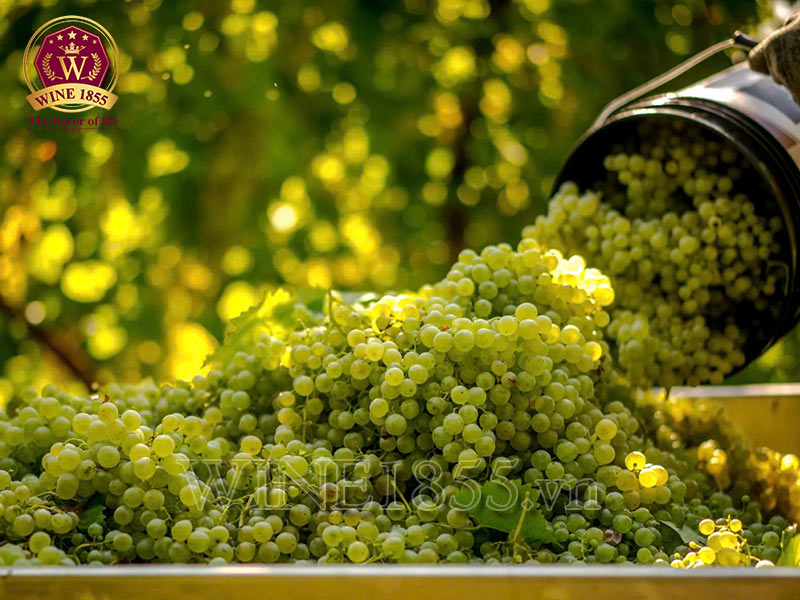 Rượu vang nho, thắp sáng những dịp đặc biệt.