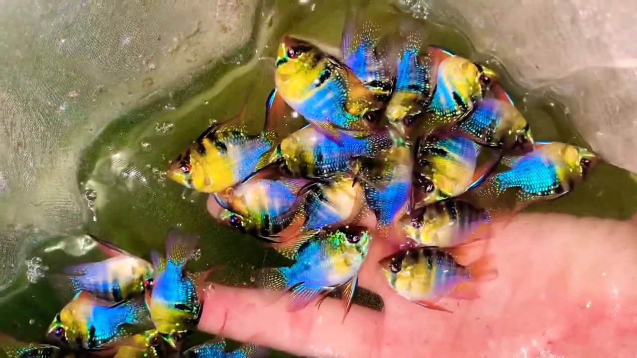 nguồn sỉ cá cảnh