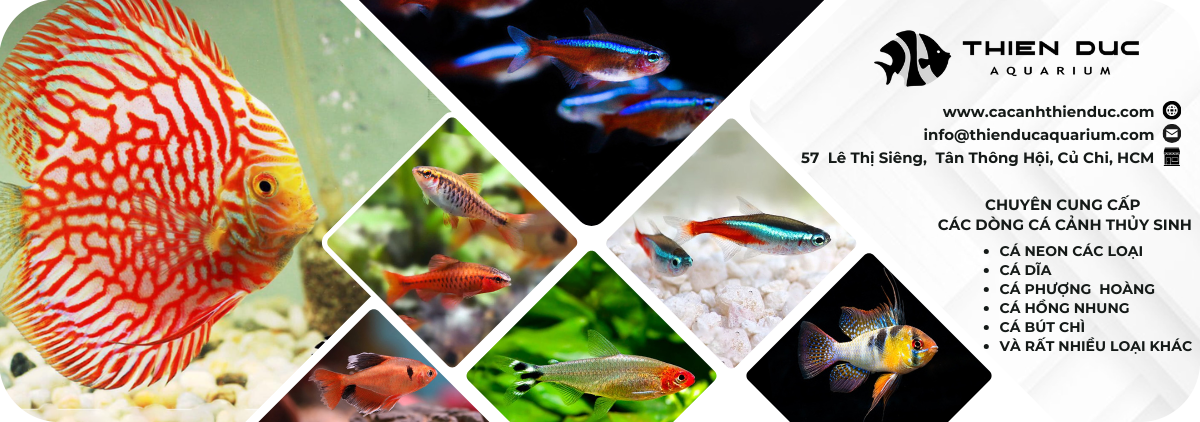 cá cảnh đa dạng