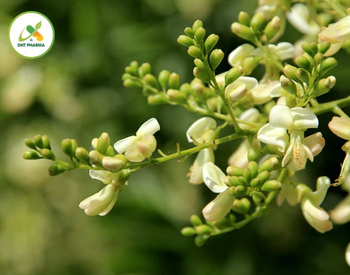 chè thanh nhiệt thái bình