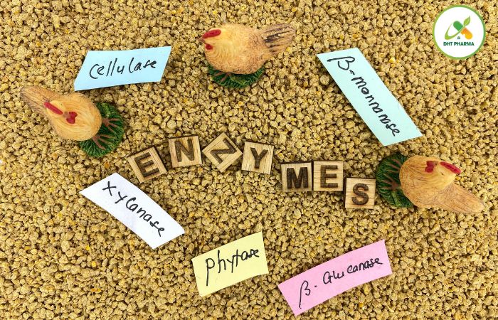 Men vi sinh và men tiêu hóa