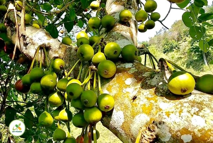 canxi có trong thực phẩm nào