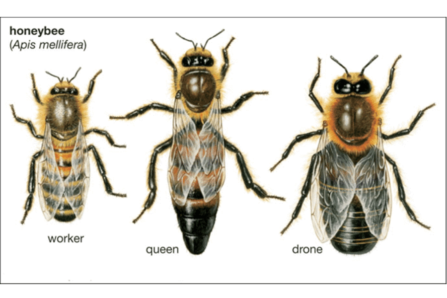 Vai trò của từng con ong trong đàn