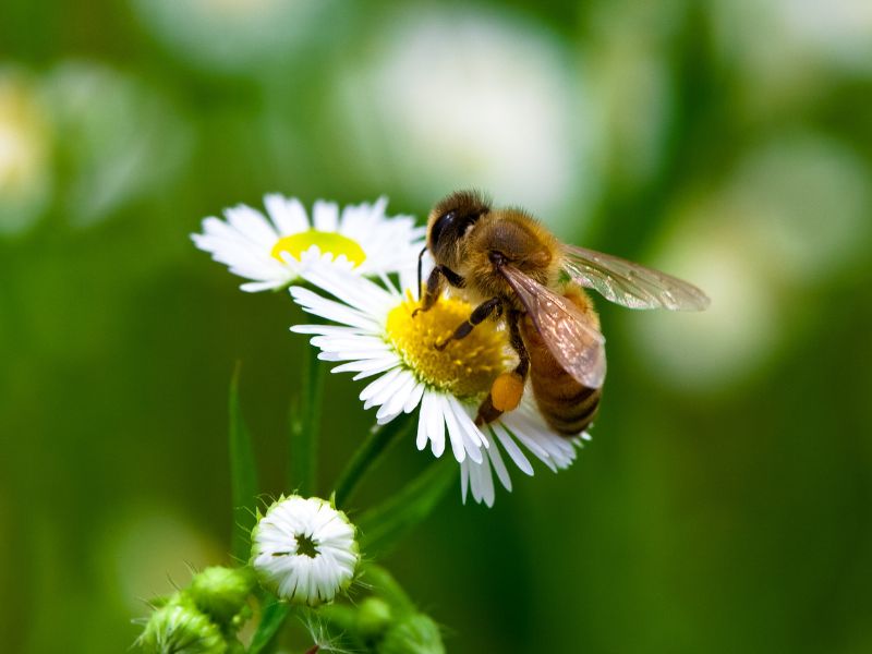 Mật Ong Hoa Cà Phê là gì? Lợi ít và những điều lưu ý khi sử dụng mật ong hoa cà phê.