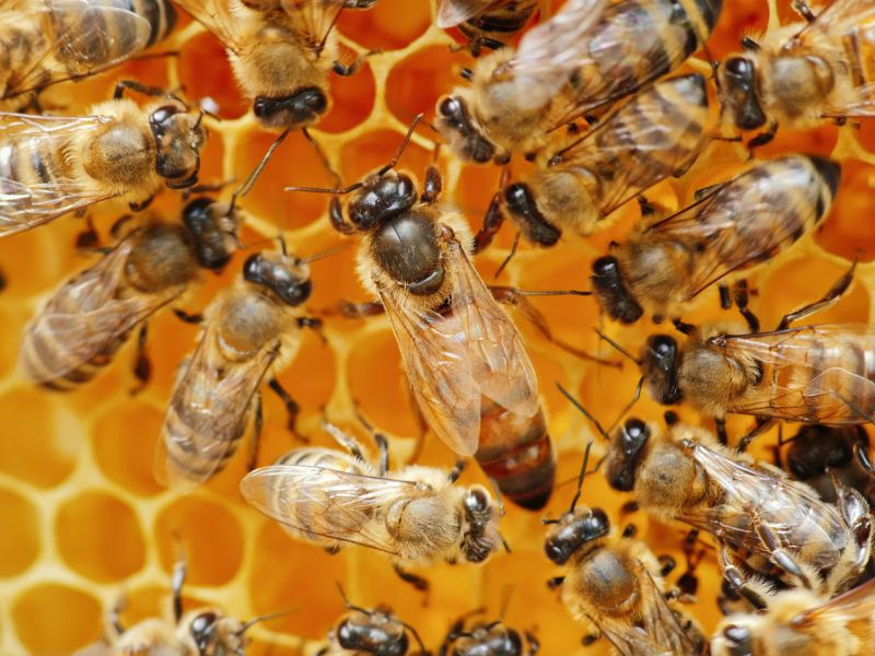 Mật ong nguyên chất vàng óng