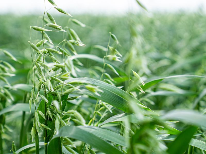 Vì sao yến mạch lại tốt cho cơ thể con người?