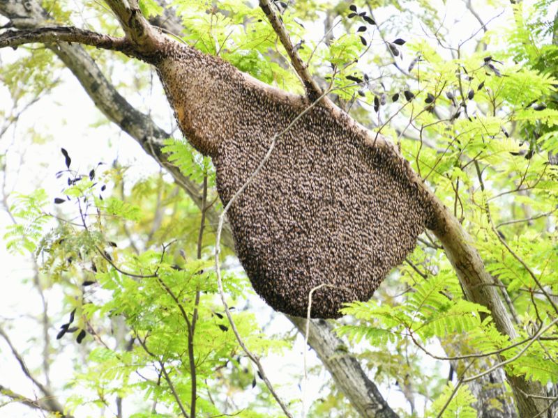 Các loại mật ong phổ biến