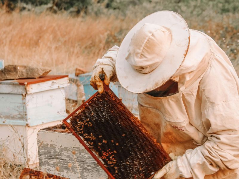 Cách nhận biết mật ong nguyên chất- Phương pháp phân biệt mật ong thật giả