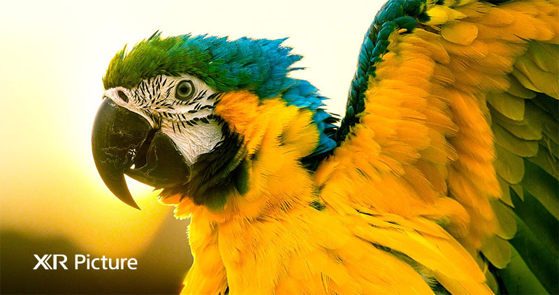 OLED Tivi 4K Sony 55 inch 55A80J Android TV