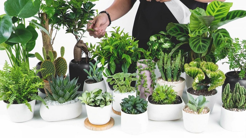 Cây xanh để bàn còn giúp thanh lọc không khí trong phòng