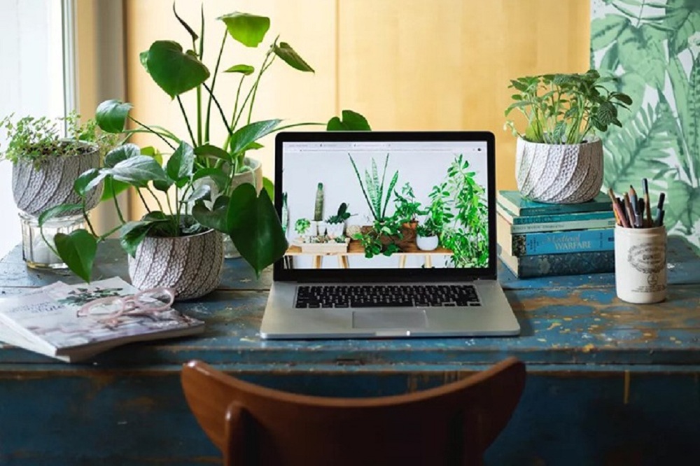 Cây để bàn nên hạn chế chọn những loại cây thân leo và dễ gây dị ứng
