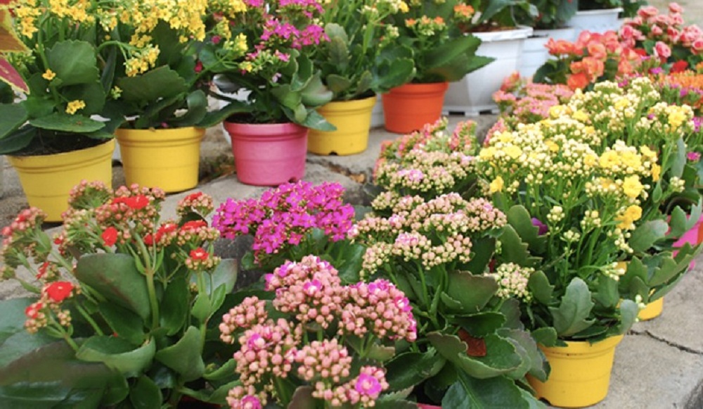 Cây sống đời cho người mệnh Hỏa