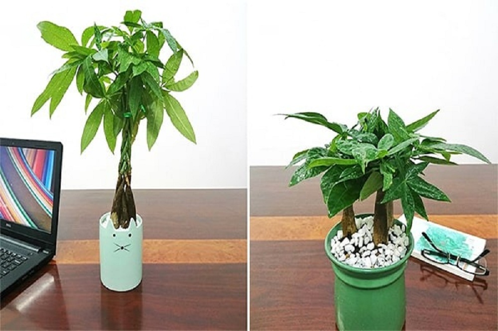 Cây kim ngân cho người mệnh Kim