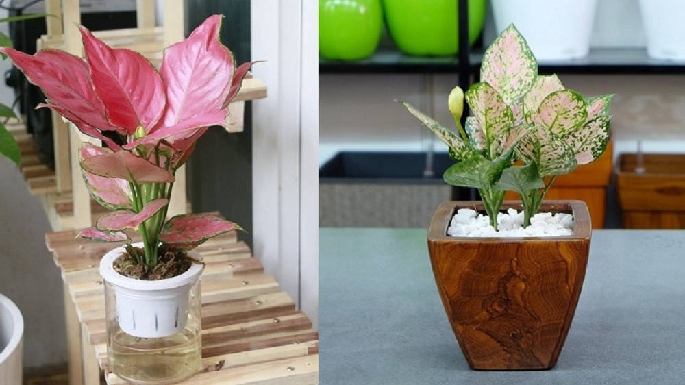 Cây vạn lộc để bàn cho người mệnh Thổ