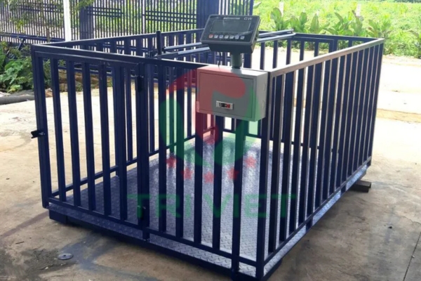 Cân heo điện tử GW 2 tấn 1.5x2m có nhiều cửa ra vào thuận tiện