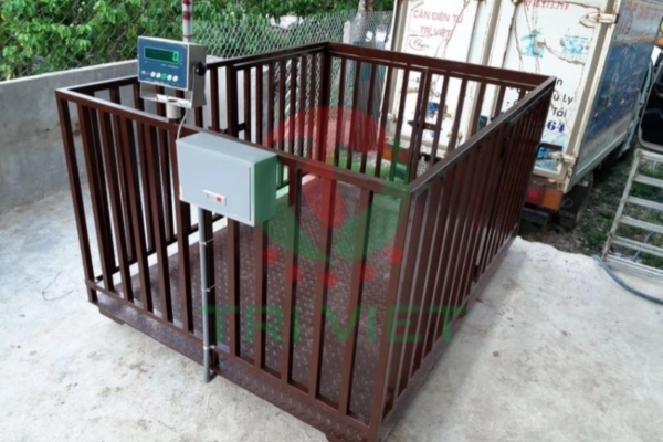 Bàn cân B19S chắc chắn và màn hình LCD rõ ràng