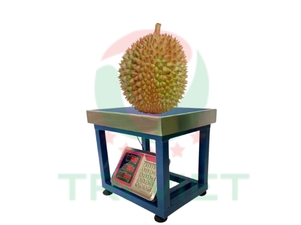 Cân ghế điện tử cân sầu riêng 150kg TCS-A6