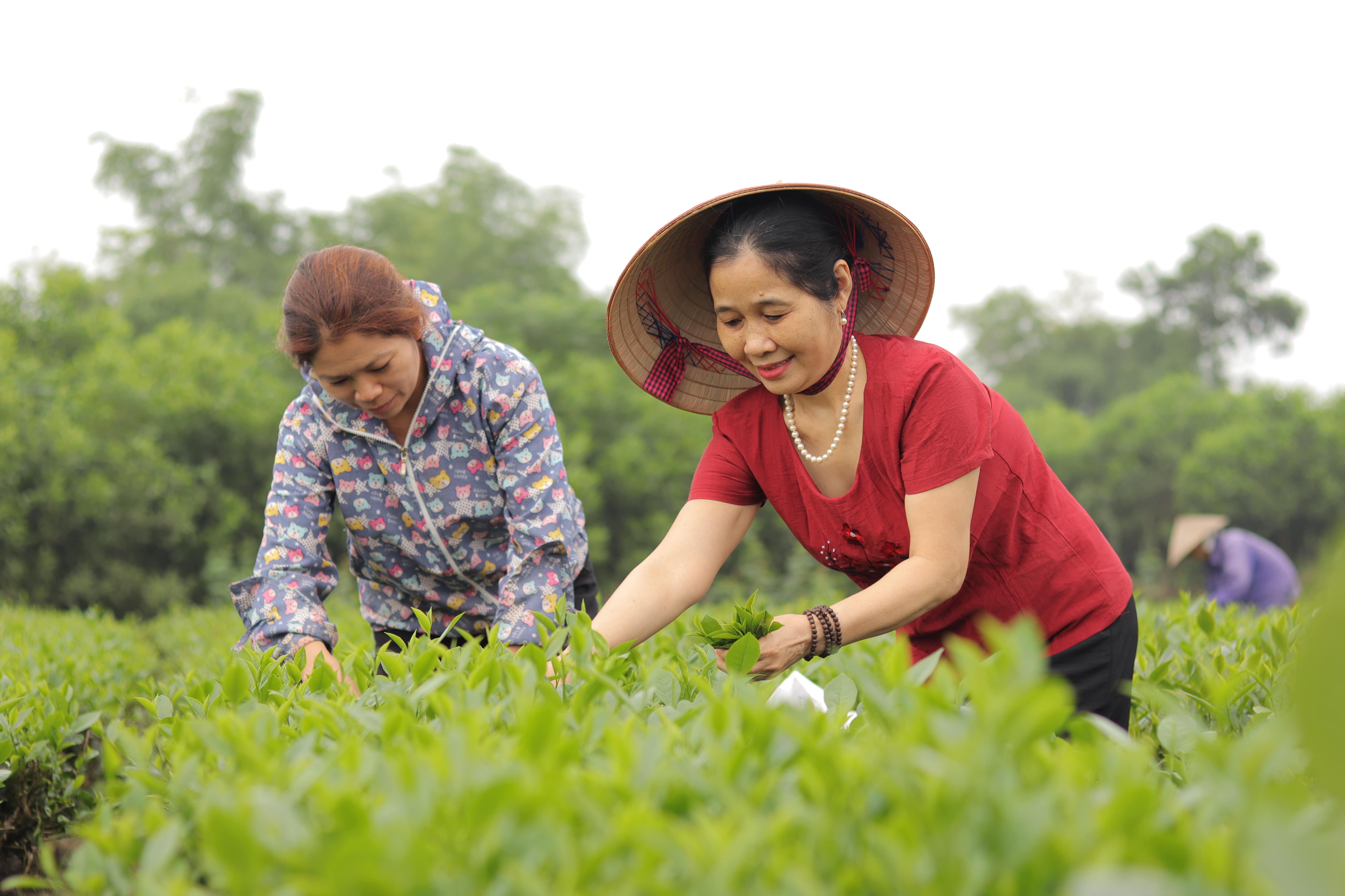 Đồi trà Thái Nguyên