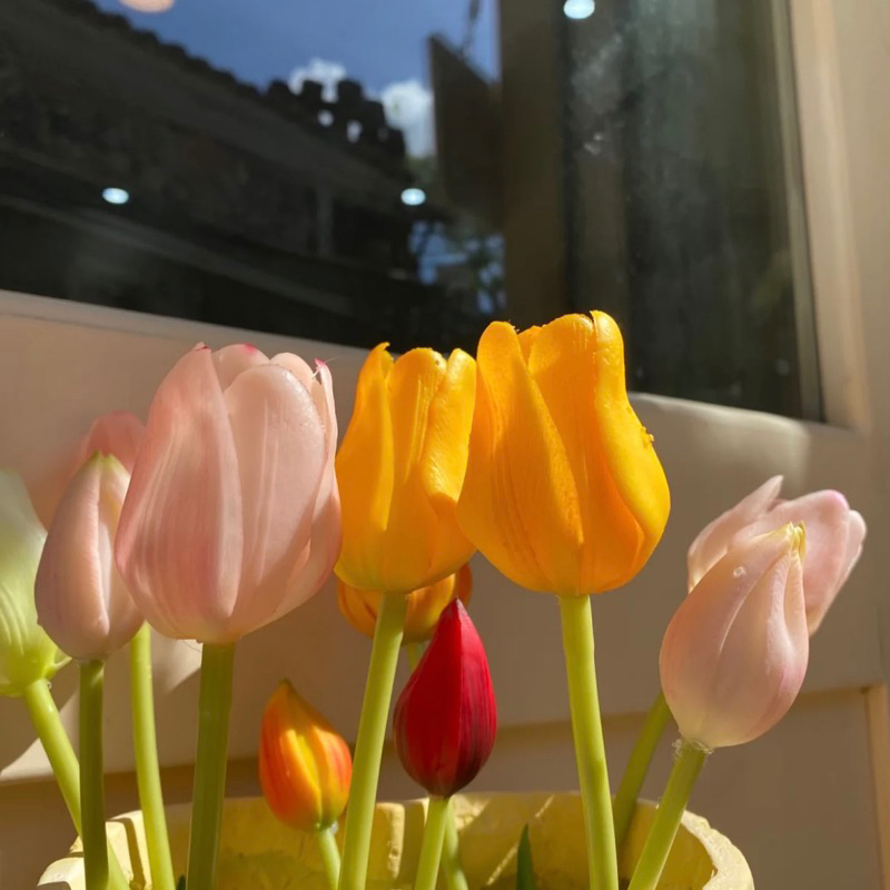 Hoa Tulip trang trí nhiều màu xinh xắn