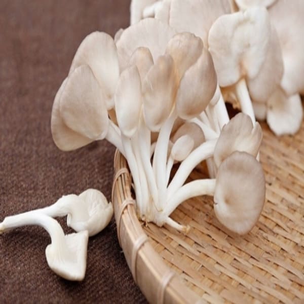 Bật mí cách bảo quản nấm rơm tươi lâu