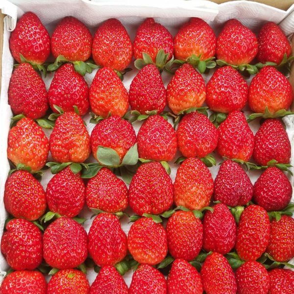 Cách Bảo Quản Dâu Tây Để Giữ Được Độ Tươi Ngon Lâu Nhất