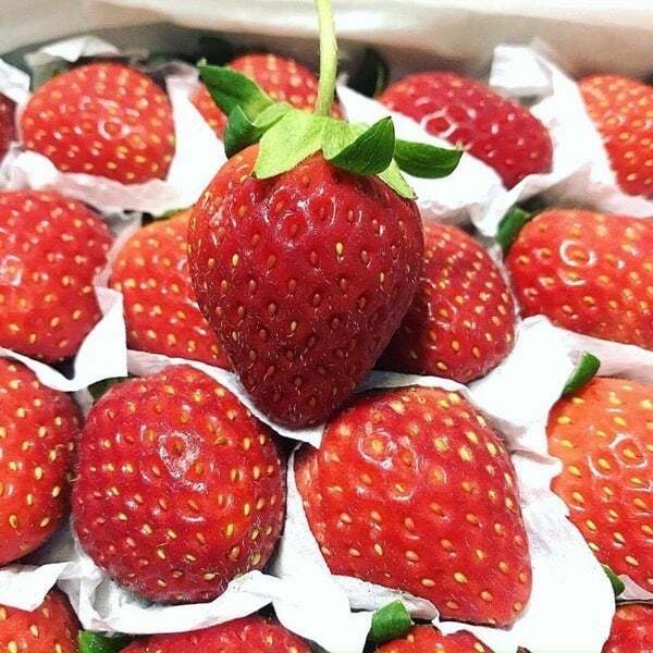 Cách Bảo Quản Dâu Tây Để Giữ Được Độ Tươi Ngon Lâu Nhất