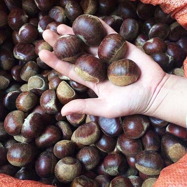 Cách Bảo Quản Hạt Dẻ Tươi Lâu Không Bị Hỏng