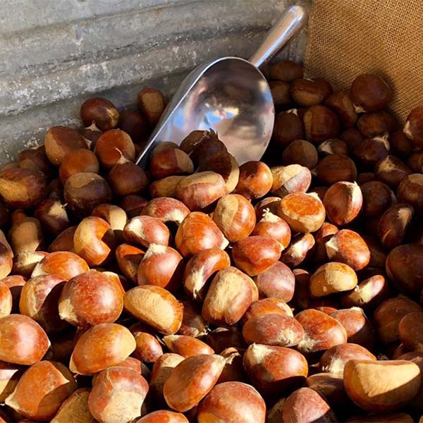 Cách Bảo Quản Hạt Dẻ Tươi Lâu Không Bị Hỏng