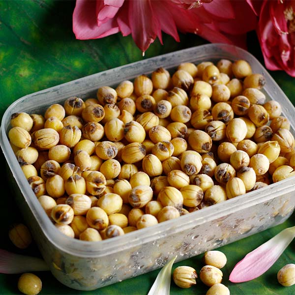 Cách bảo quản hạt sen tươi