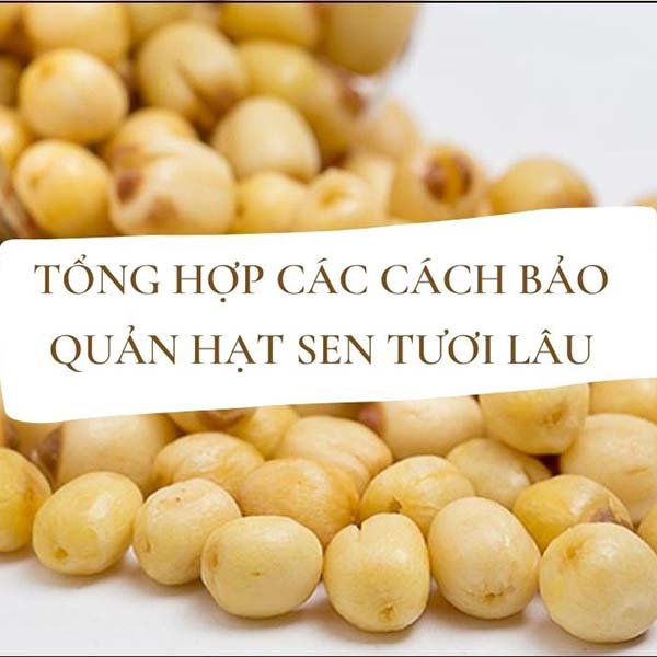 Cách bảo quản hạt sen tươi