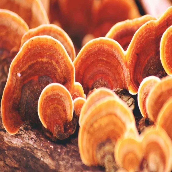 Cách bảo quản nấm linh chi đúng cách giữ nguyên dược tính