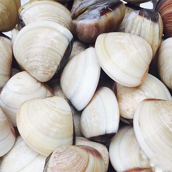 cách bảo quản ngao sống qua đêm