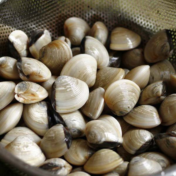 cách bảo quản ngao sống qua đêm