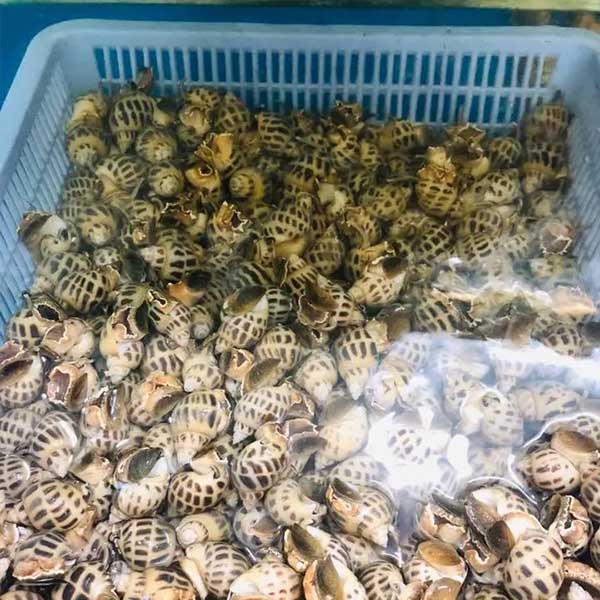 cách bảo quản ốc hương