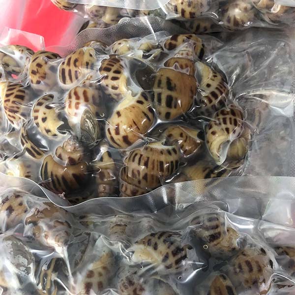 cách bảo quản ốc hương