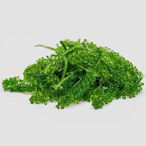 Cách Bảo Quản Rong Nho Tươi: Giữ Độ Giòn Ngon Tươi Mát