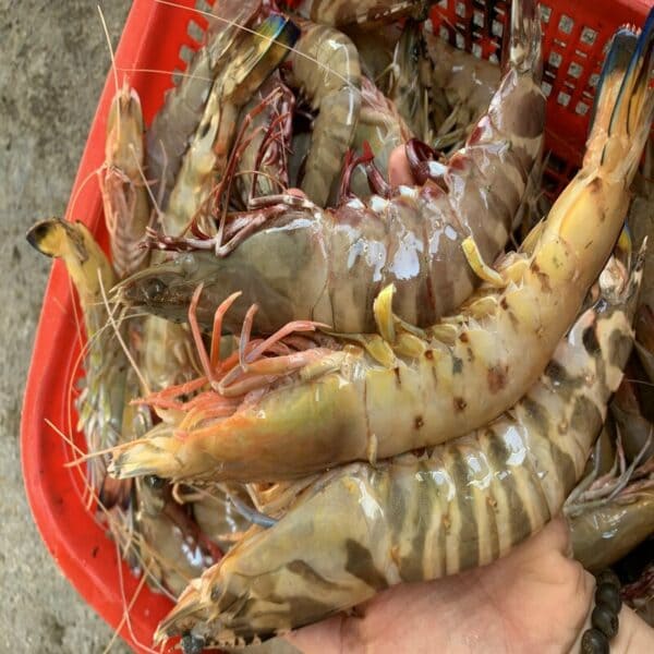 Cách Bảo Quản Tôm Tươi Để Giữ Được Độ Ngon Và Tươi Mới