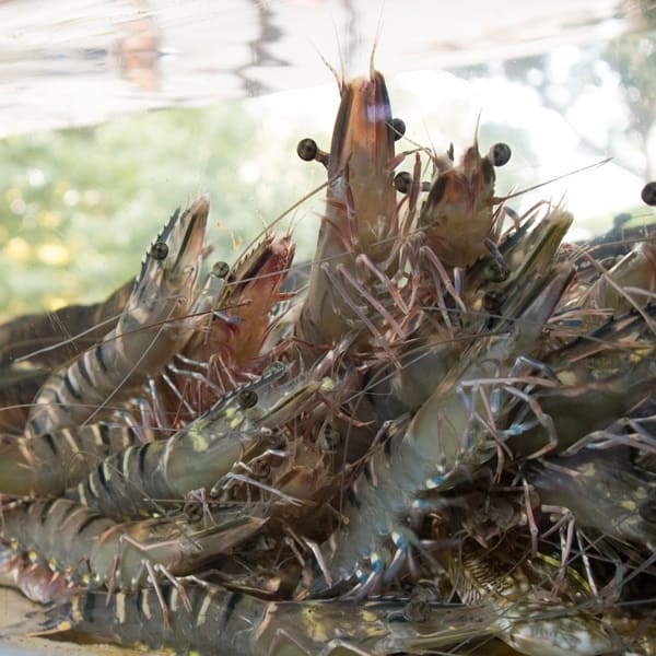 Cách Bảo Quản Tôm Tươi Để Giữ Được Độ Ngon Và Tươi Mới