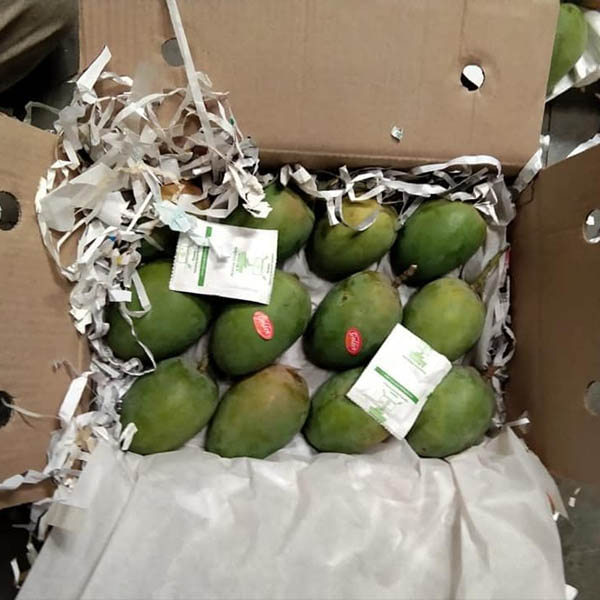 Cách bảo quản xoài xanh trong tủ lạnh