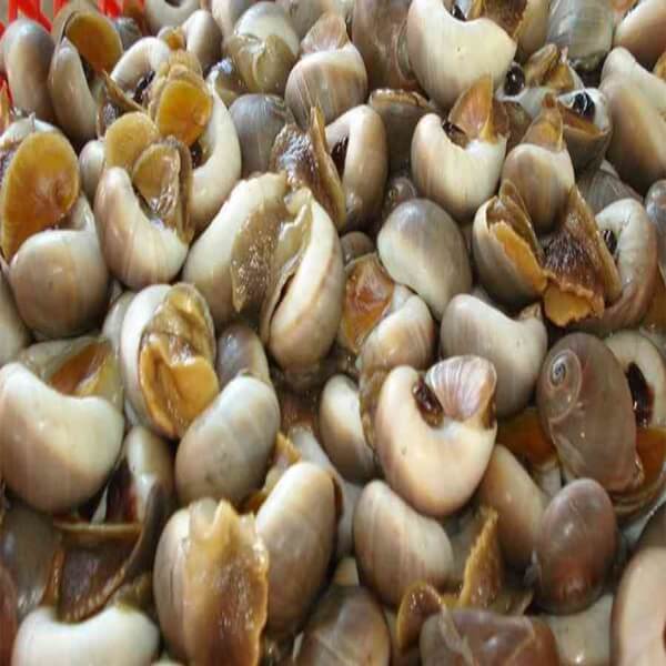 Cách bảo quản ốc trong tủ lạnh