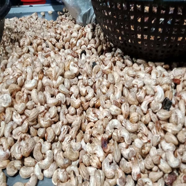 Cách Phơi Hạt Điều