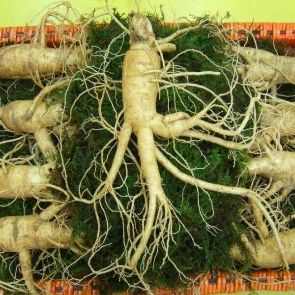 Cách bảo quản sâm tươi