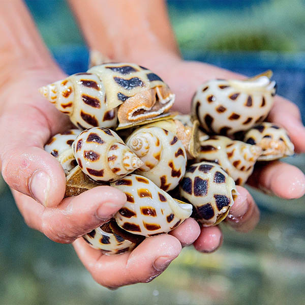 cách bảo quản ốc hương